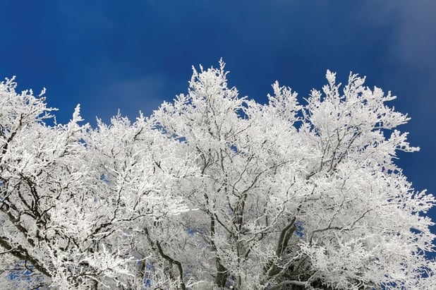 Ian-BrutalCold-Banner